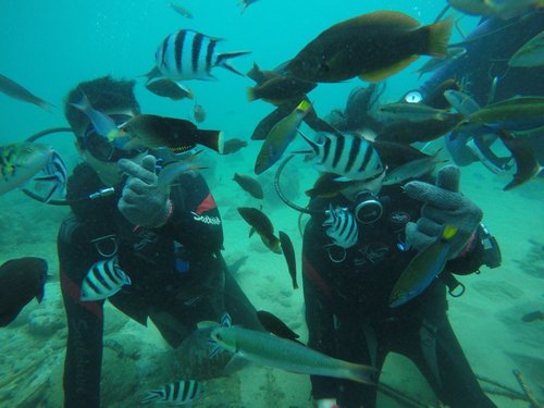 Travel in Taiwan  Longdong Scuba Diving - onethingoneweek