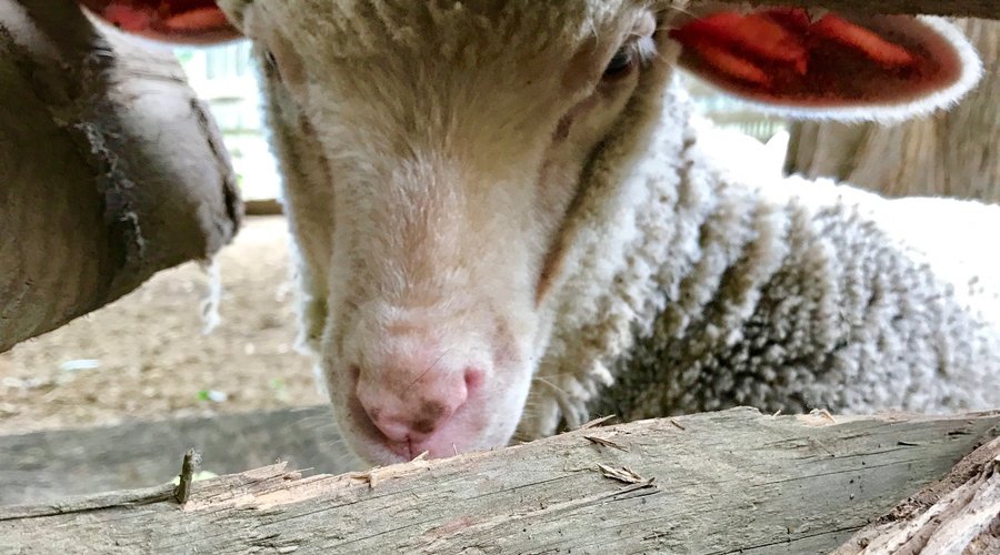 This sweet lamb was born on Mother's Day.