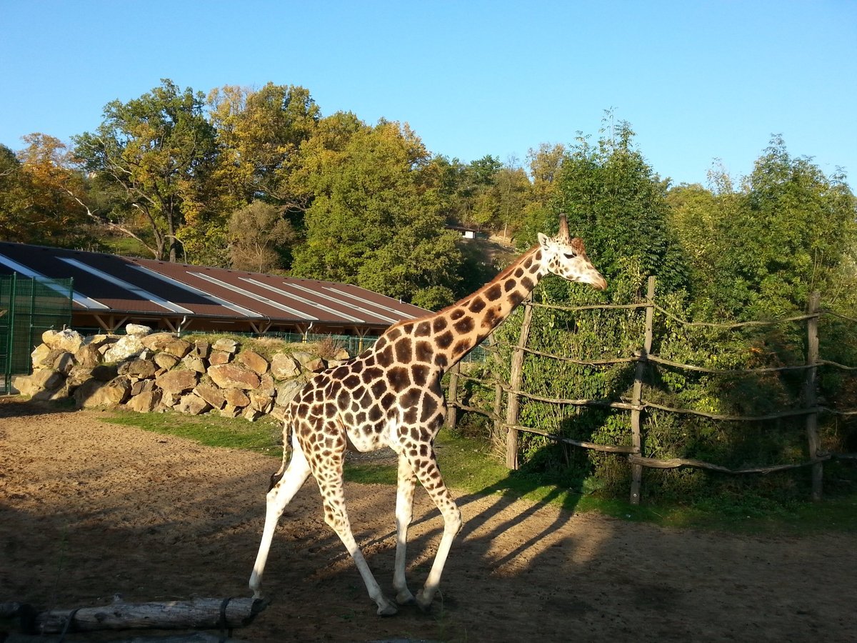 Zoo Plzen, Пльзень: лучшие советы перед посещением - Tripadvisor