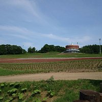 7月初旬の花畑は準備中