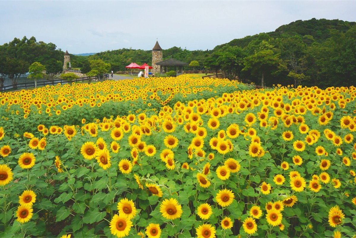 Awaji Farm Park England Hill (Minamiawaji): All You Need to Know