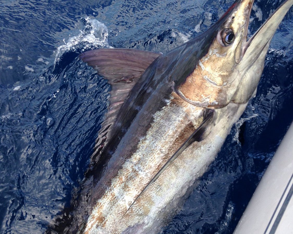 Mahi Mahi is the most common fish in the Caribbean and excellent to eat. -  Picture of Rudy's Deep Sea Fishing Charter, St Martin / St Maarten -  Tripadvisor