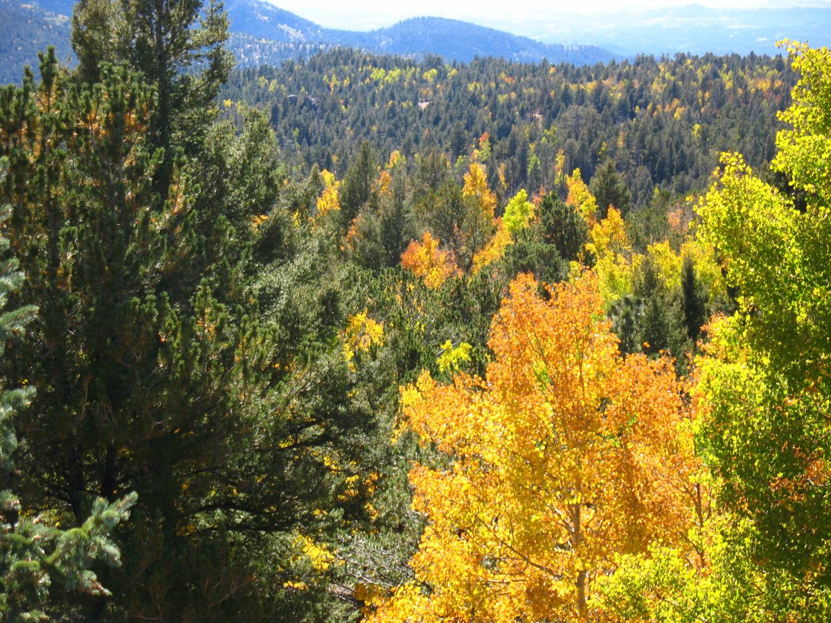 Escape to Mueller State Park: Arizona's Hidden Gem