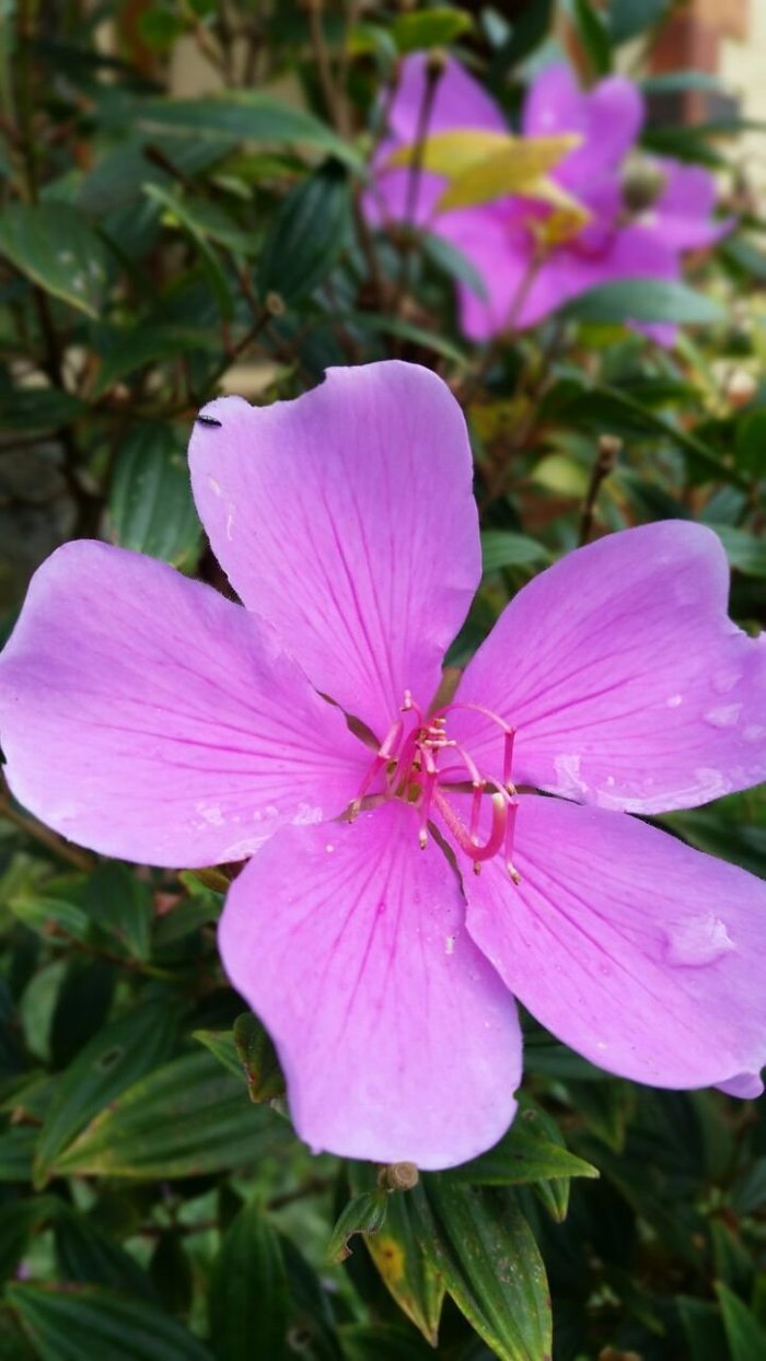 POUSADA SOLAR DAS HORTÊNCIAS (MARLIÉRIA): 100 fotos e 85 avaliações -  Tripadvisor