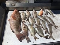 Scales N Tails Charters