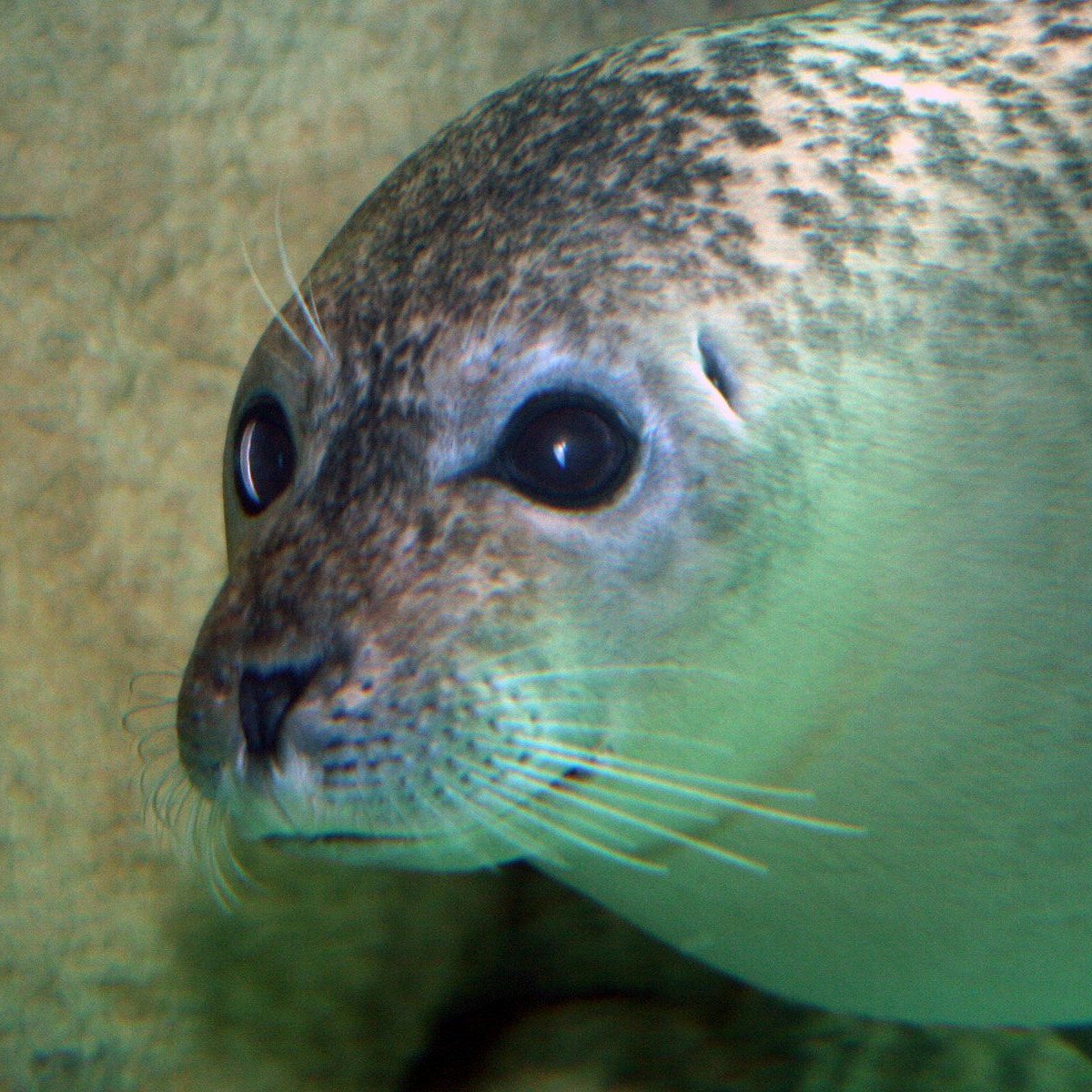 Love the stingray tank! - Review of Tropicana Field, St. Petersburg, FL -  Tripadvisor