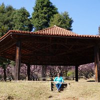 Bosque das Cerejeiras