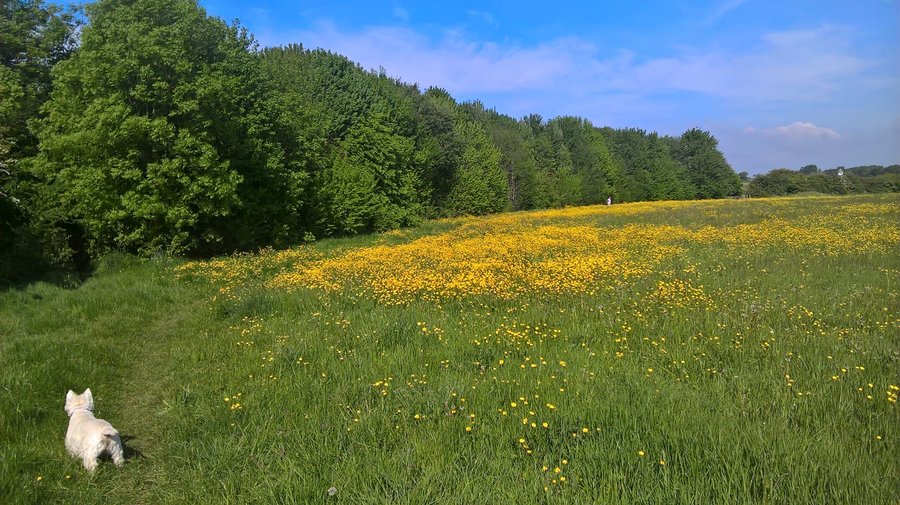 View of the lovely fields