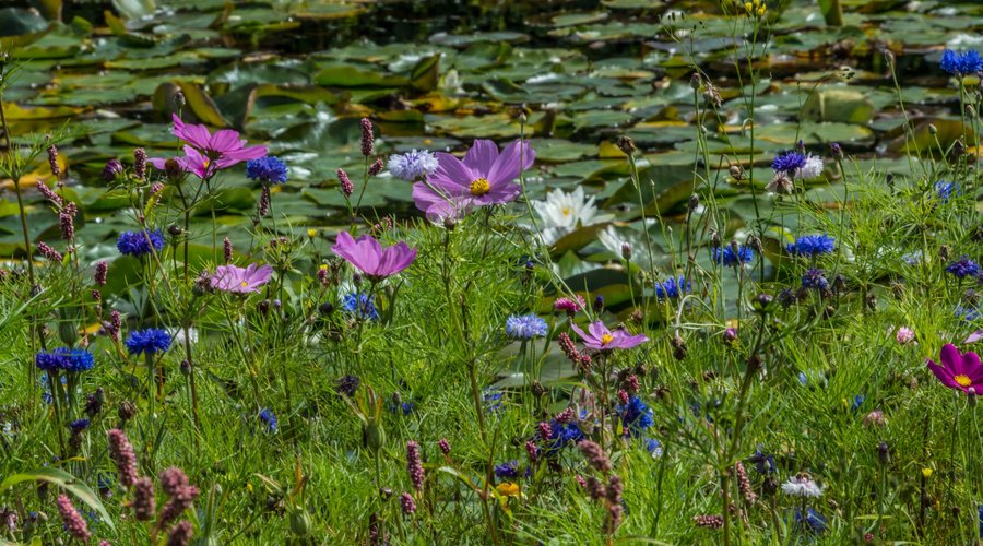 Wild flower meadow alongside the lake