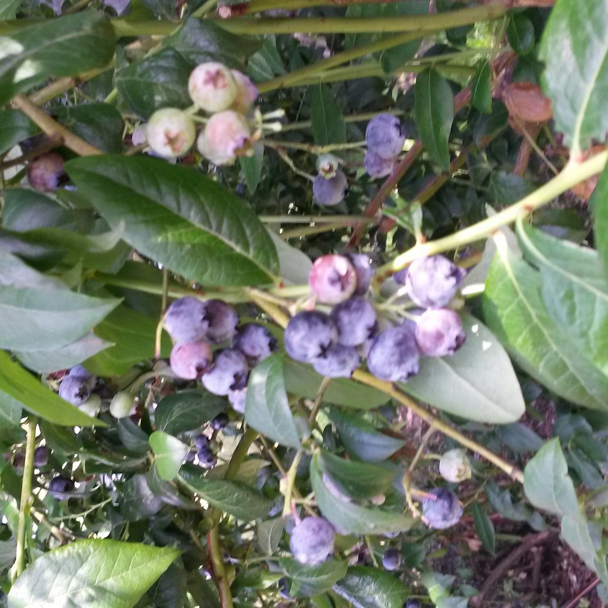 A bucket full of blue berries - Picture of The Saskatoon Berry Farm, De  Winton - Tripadvisor