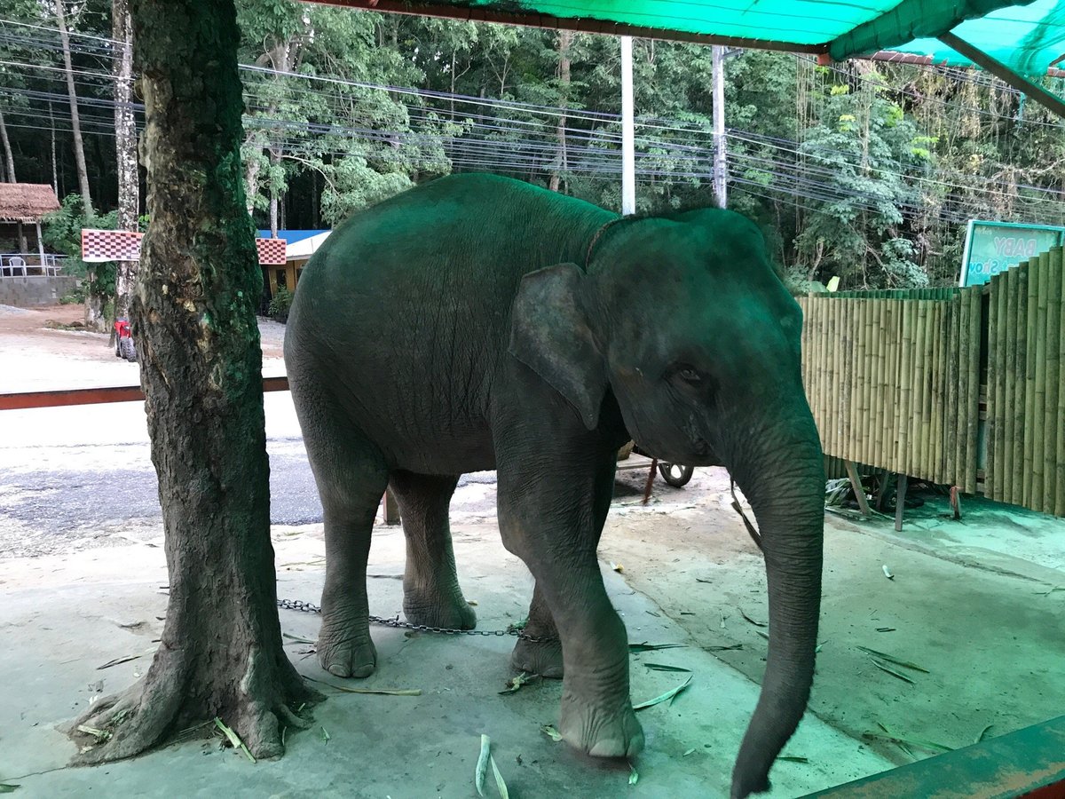 Seaview Elephant Camp, Кату: лучшие советы перед посещением - Tripadvisor