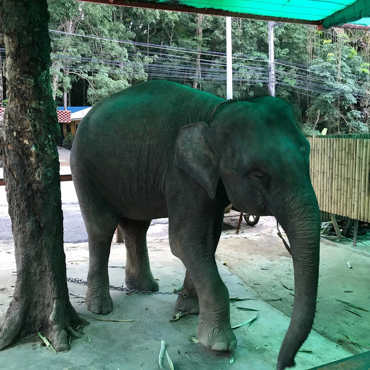 Seaview Elephant Camp, Кату: лучшие советы перед посещением - Tripadvisor