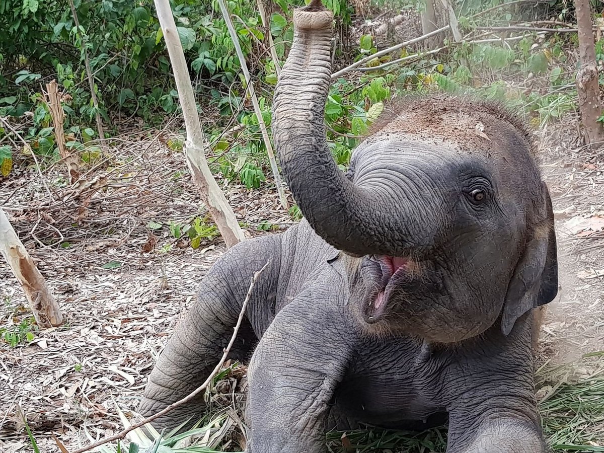 Elephant Jungle Sanctuary Pattaya, Паттайя: лучшие советы перед посещением  - Tripadvisor