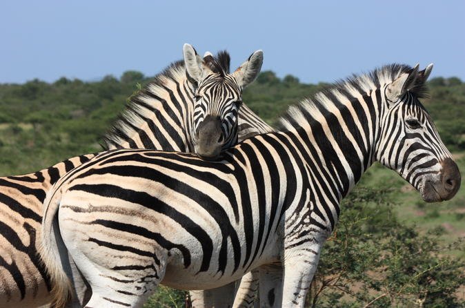 2024 Hluhluwe – iMfolozi Park Safari from Durban - Tripadvisor