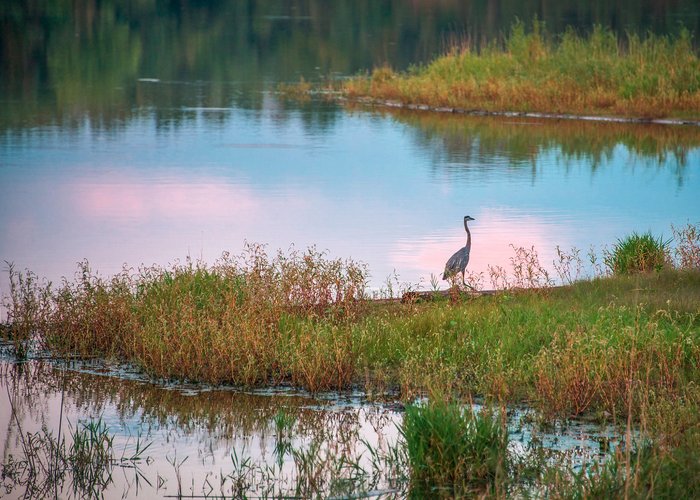Bid on the lake at sunset