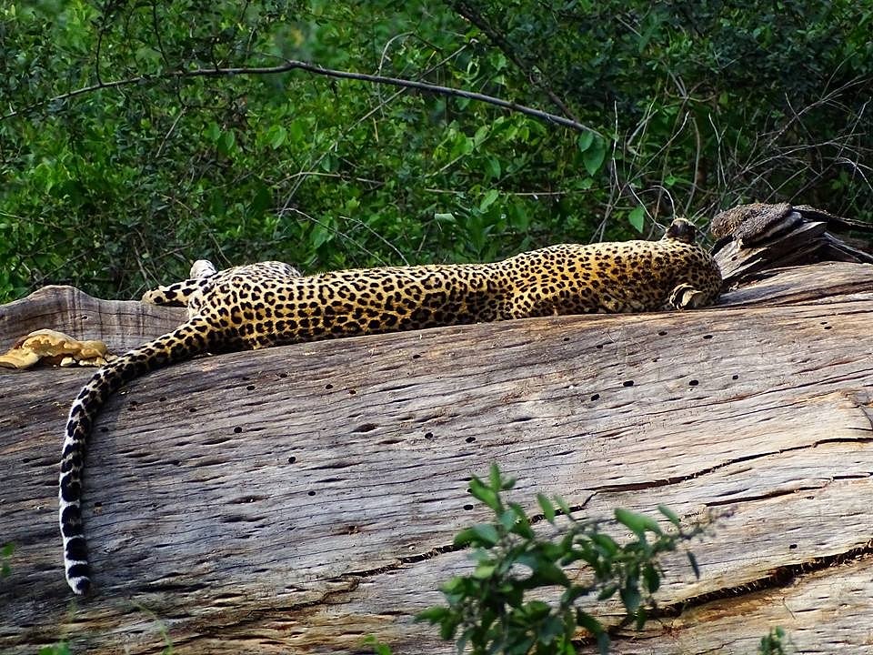 Khanga Safaris (Nairobi) - All You Need to Know BEFORE You Go Khanga Safaris (Nairobi) - All You Need to Know BEFORE You Go