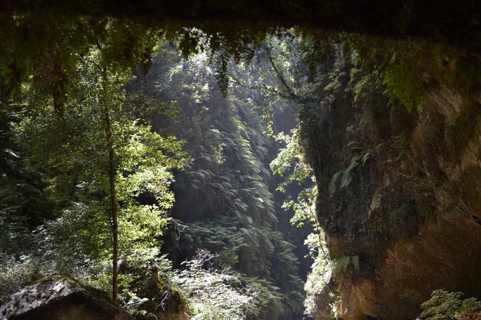 Imagen 10 de Bosque de Los Tilos