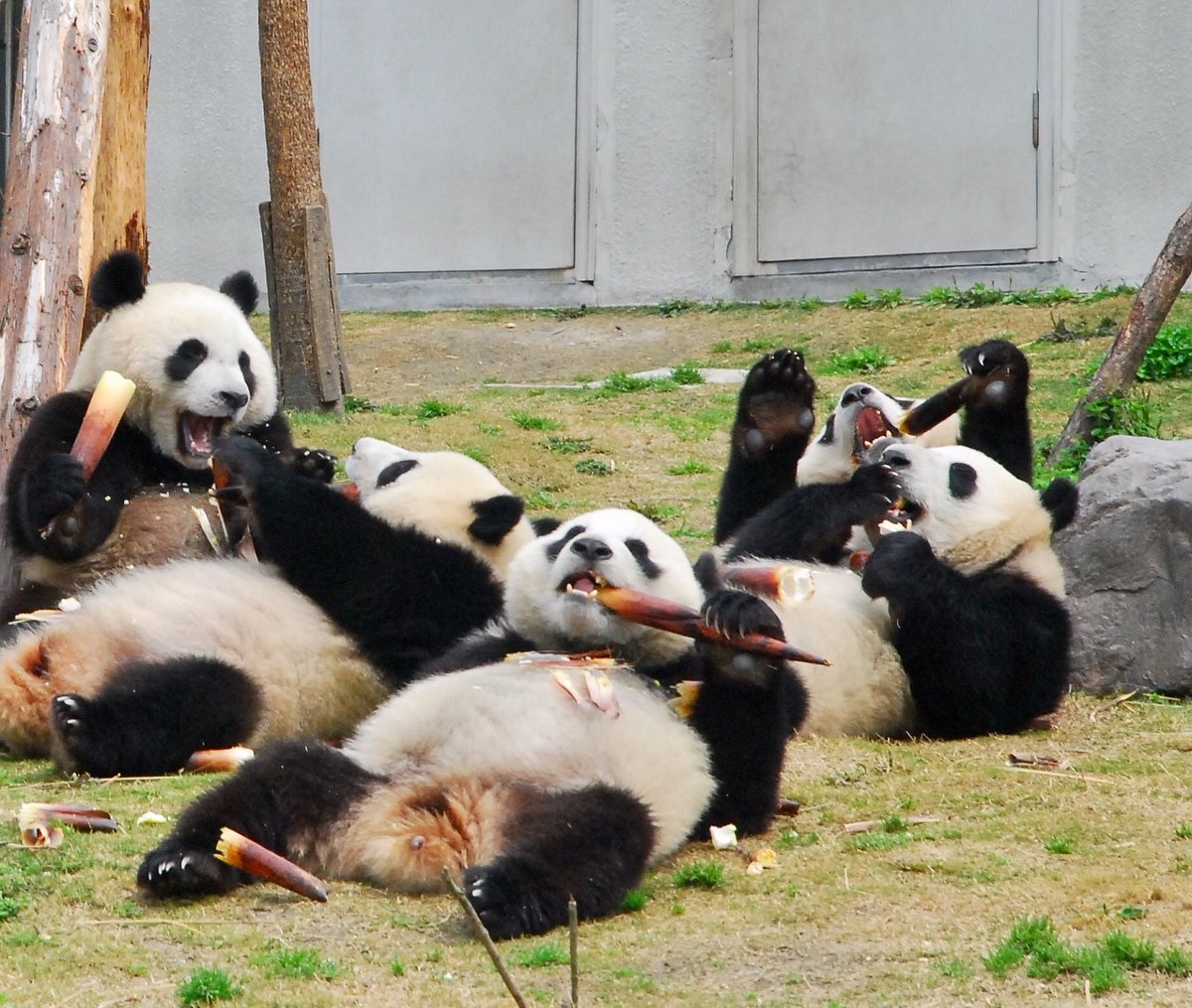 Want to meet a panda? Here's where you can find them besides China