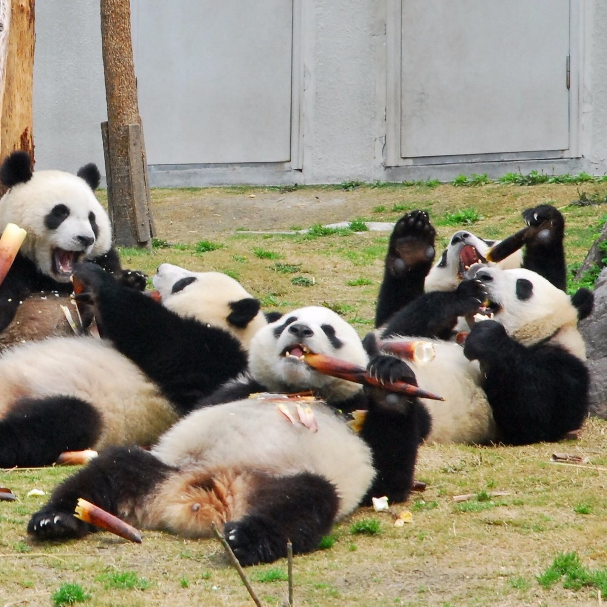 My Panda Tours, Чэнду: лучшие советы перед посещением - Tripadvisor