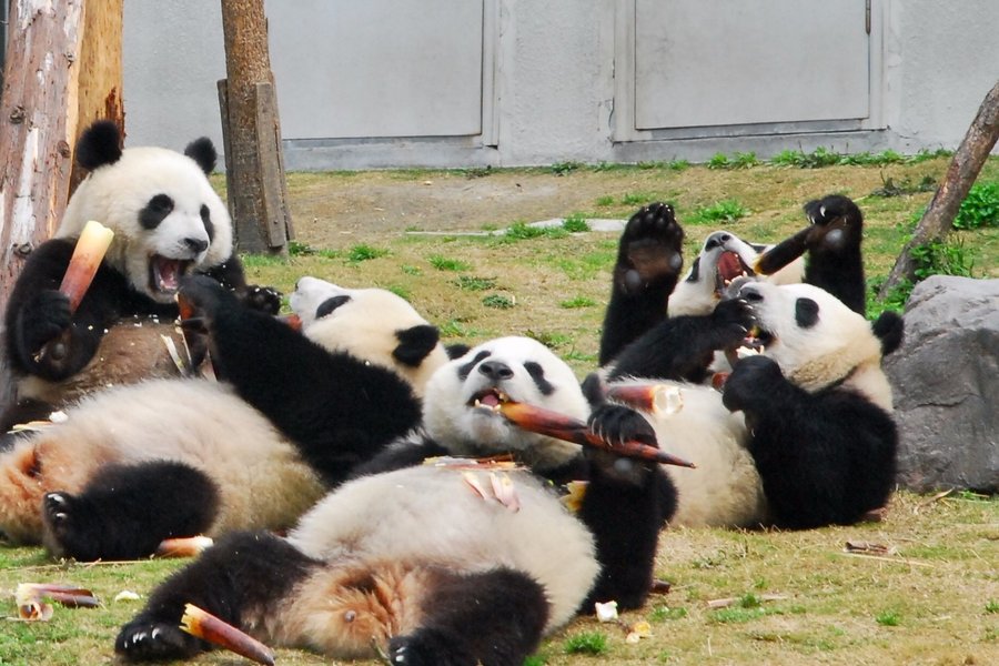 panda tours china