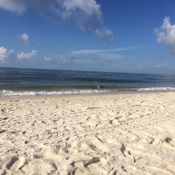 Bayview Dog Beach (Pensacola) - All You Need to Know BEFORE You Go