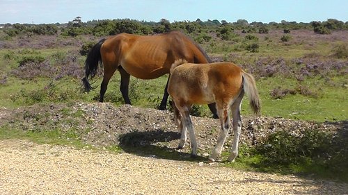 ROUNDHILL CAMPSITE (Brockenhurst, New Forest) - Campground Reviews ...