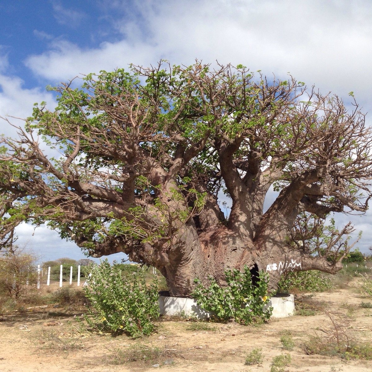 Baobab Tree, Mannar: лучшие советы перед посещением - Tripadvisor