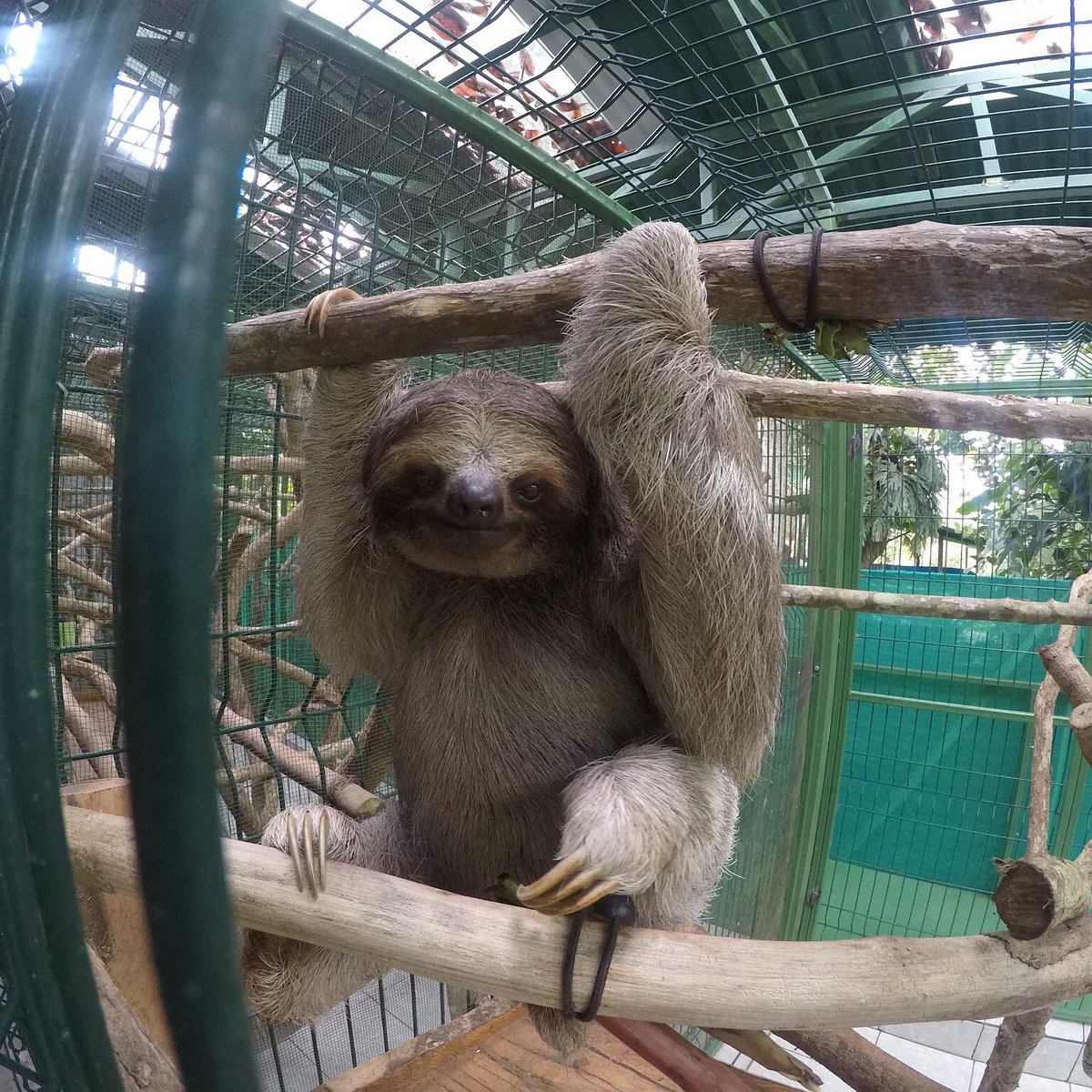 Sloth Sanctuary Of Costa Rica Cahuita 2021 Alles Wat U Moet Weten