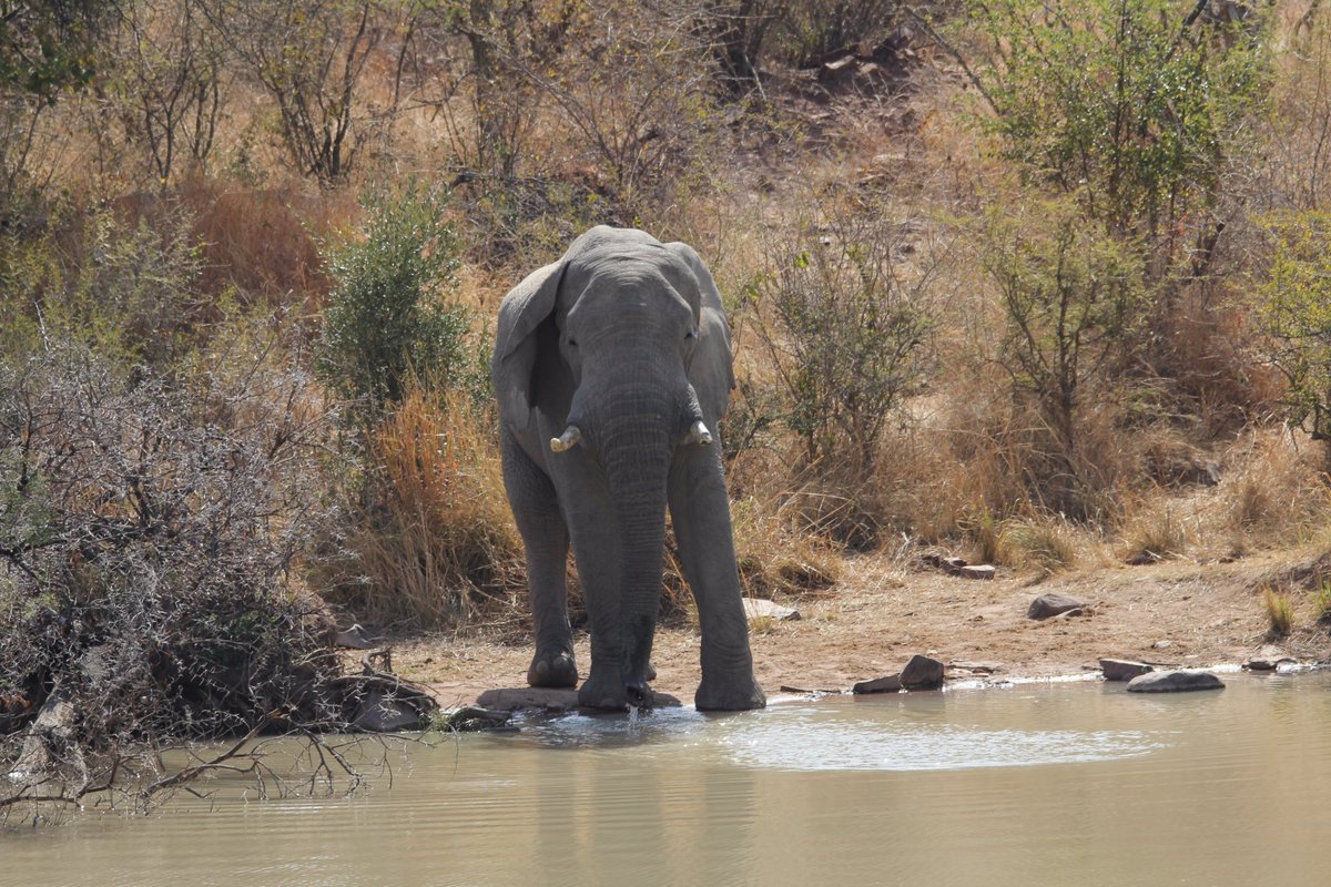 TLOPI TENTED CAMP - Updated 2024 Campground Reviews (Waterberg, South ...