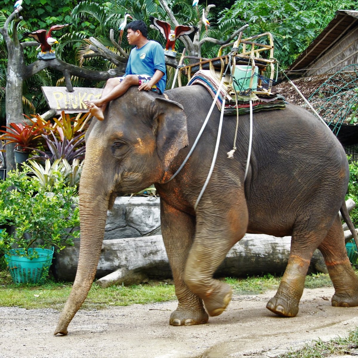 Зоопарк на пхукете. Зоопарк в Тайланде Пхукет. Phuket Safari.