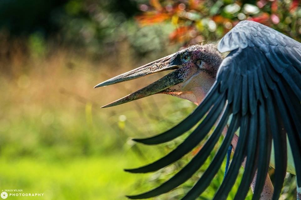 Birds of prey experiences in Wales, Things to do