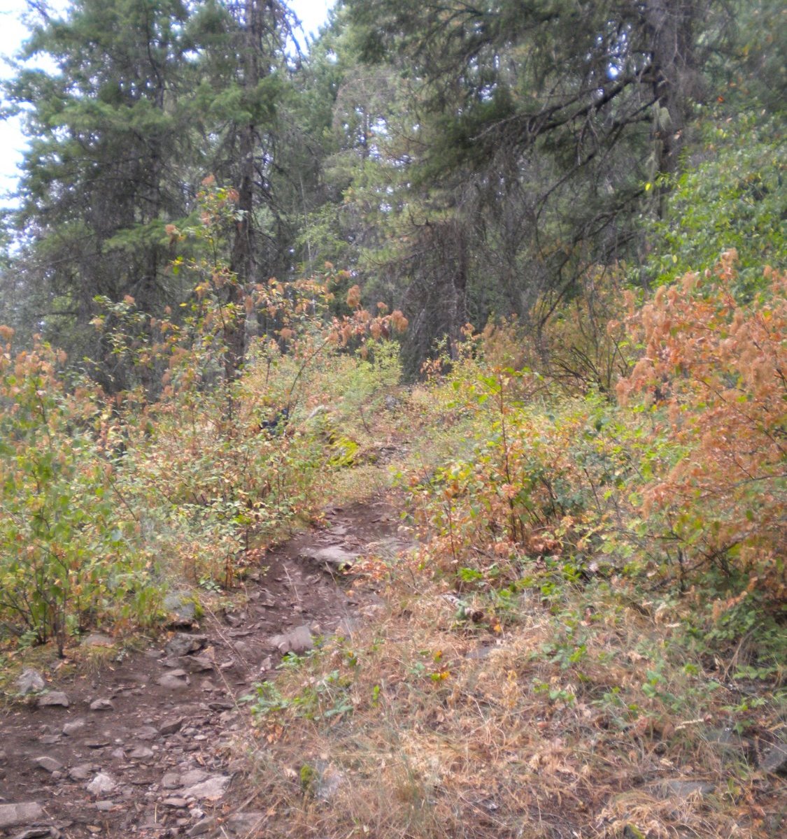 McKinnick Trail (Sandpoint) - All You Need to Know BEFORE You Go