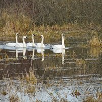 Trumpeter Swans entering Somenos Marsh in late Autumn