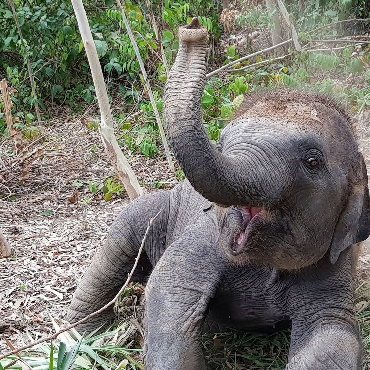 Elephant Jungle Sanctuary Pattaya, Паттайя: лучшие советы перед посещением  - Tripadvisor