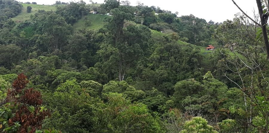 Part of our natural reserve Guayabo Lodge