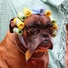 Dogue
