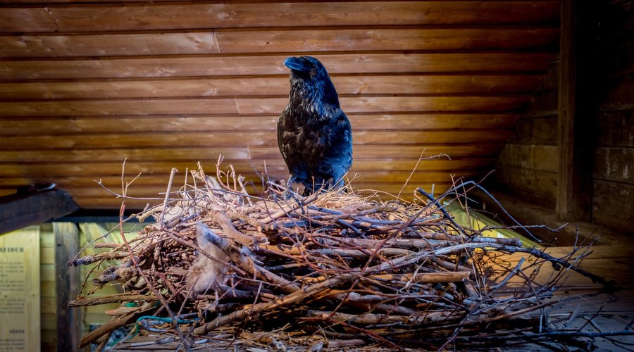 We offer information about birdlife in the area.