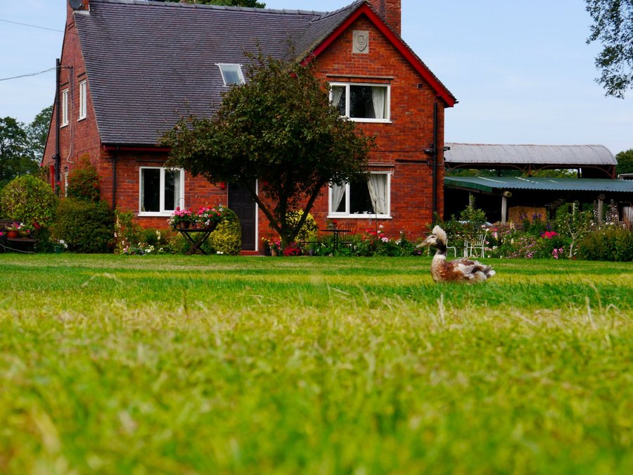 Tree farm. Yew Tree Farm