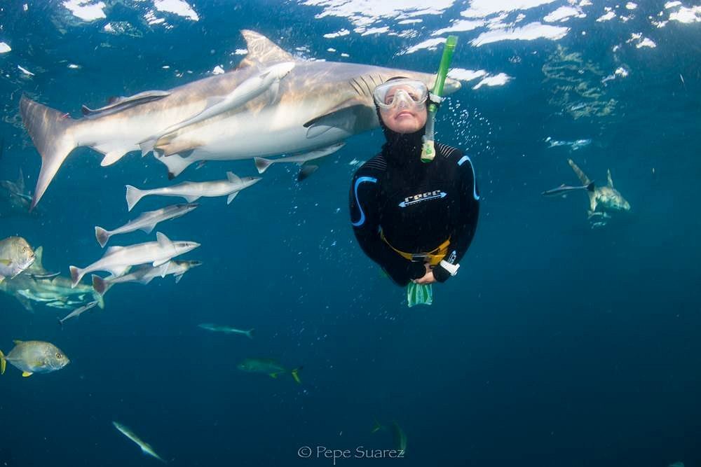 The Shark Cage - Picture of Kings Park Stadium, Durban - Tripadvisor