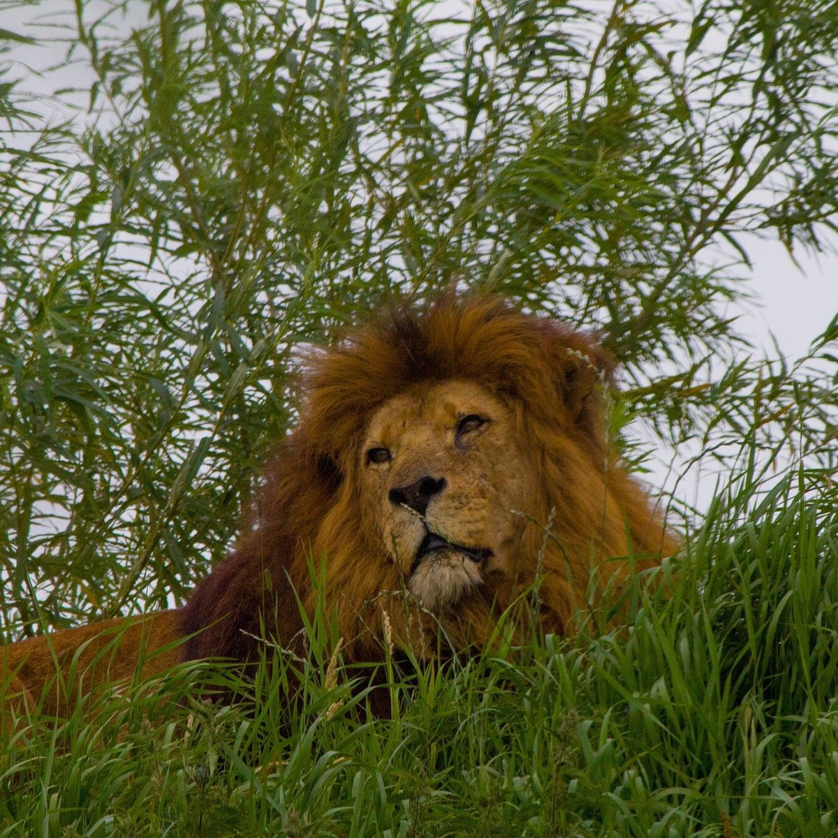 safari zoo lindal in furness