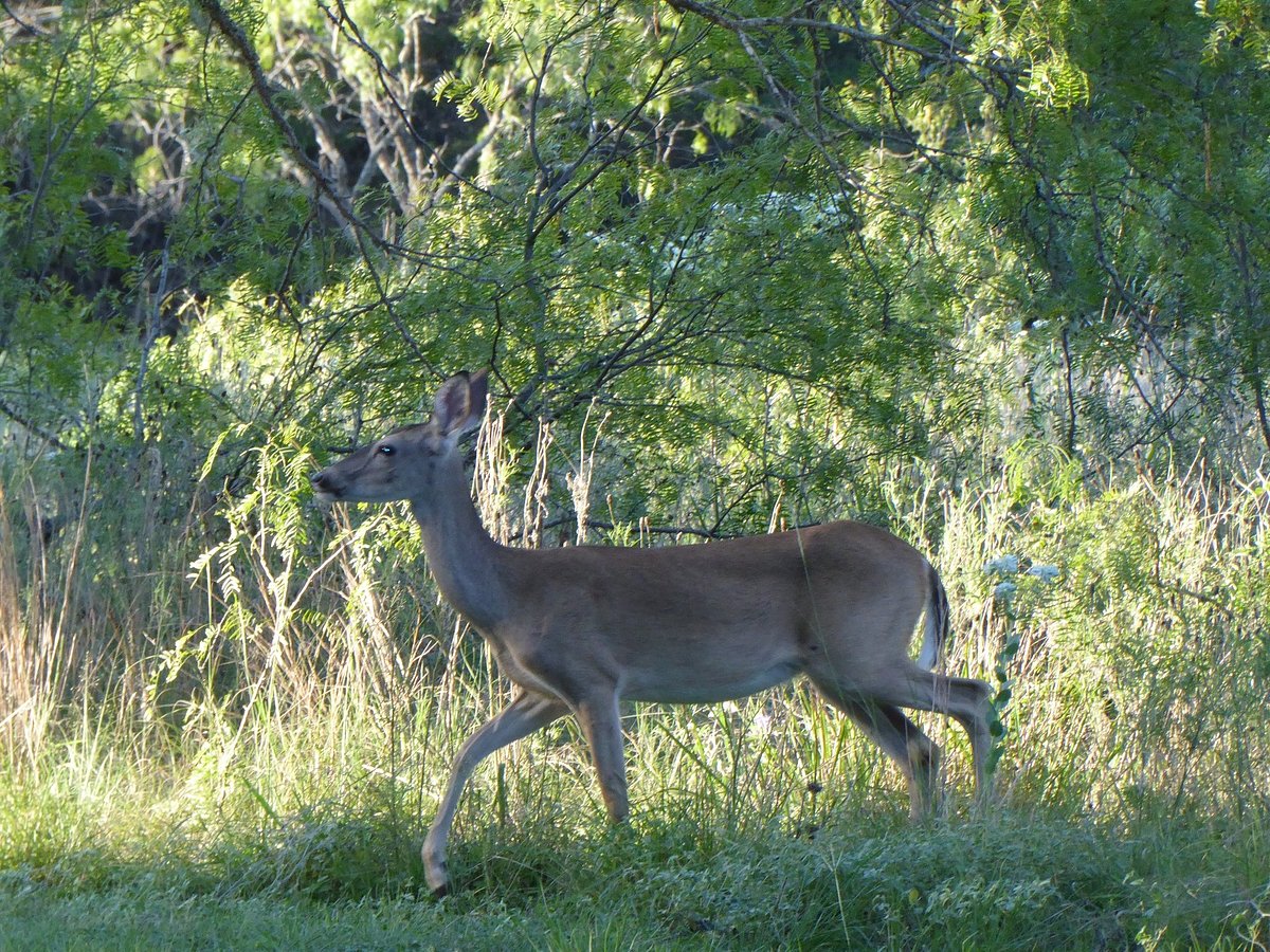 KERRVILLE-SCHREINER PARK - Updated 2024 Campground Reviews (TX)