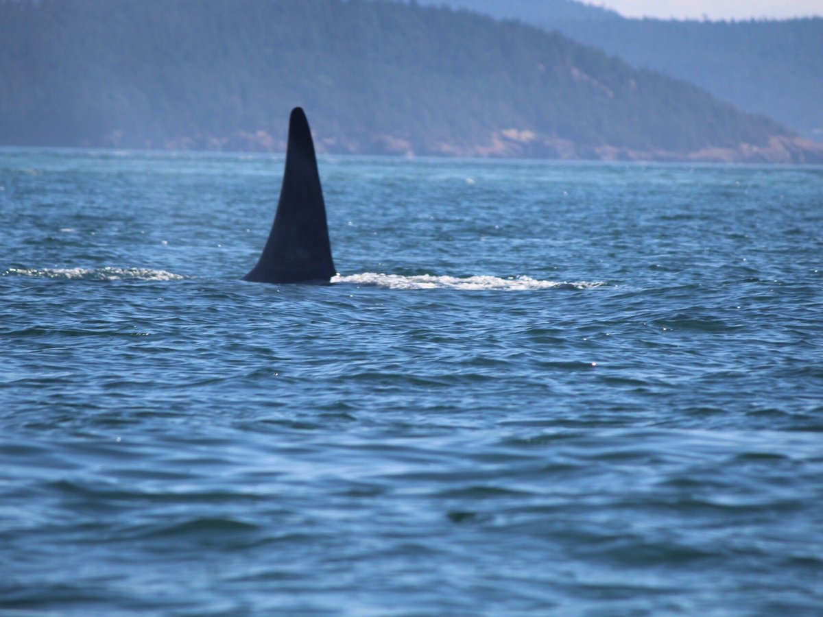 San Juan Island Whale & Wildlife Tours (Friday Harbor) - All You Need ...