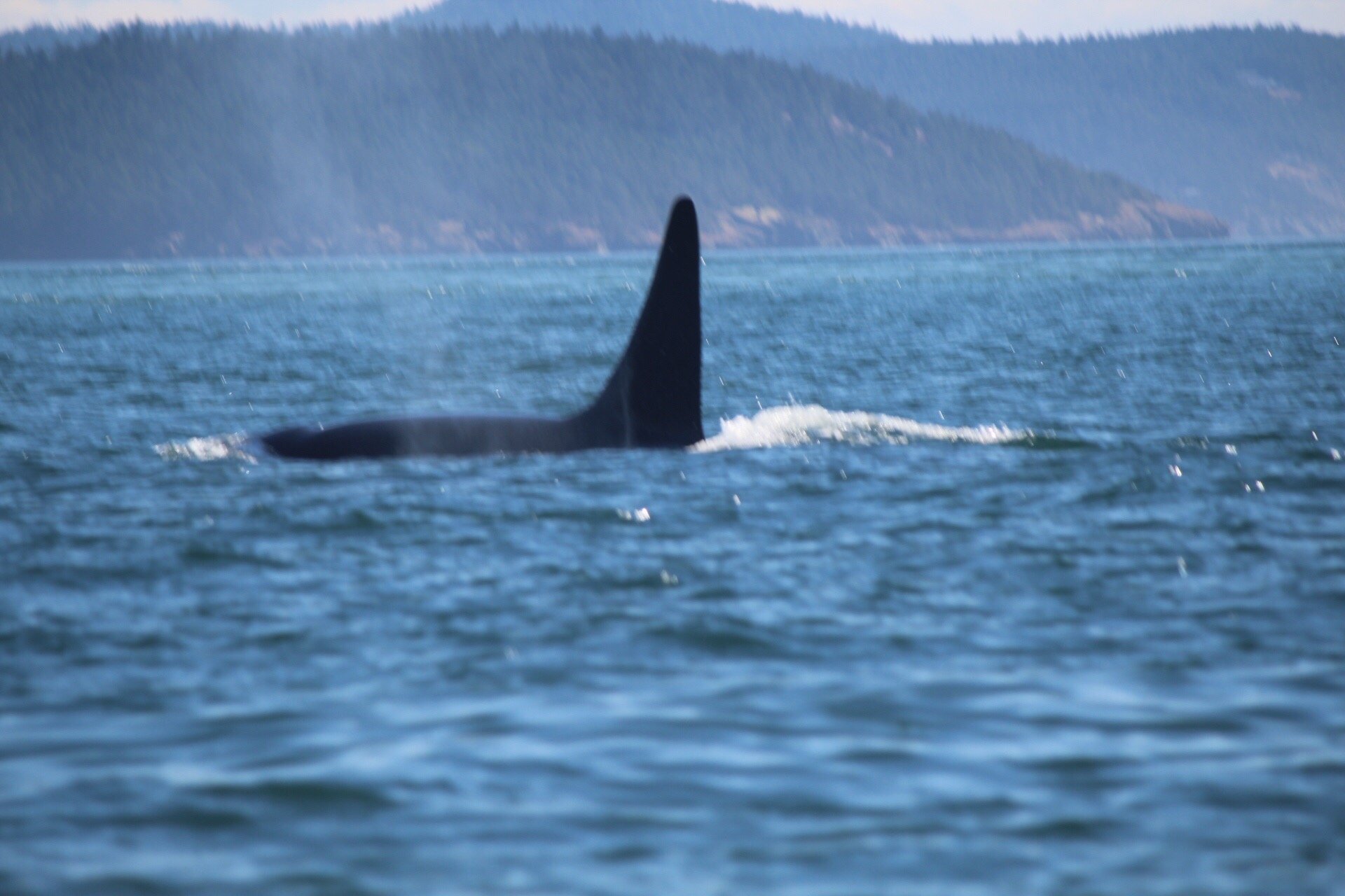 San Juan Island Whale & Wildlife Tours (Friday Harbor) - All You Need ...