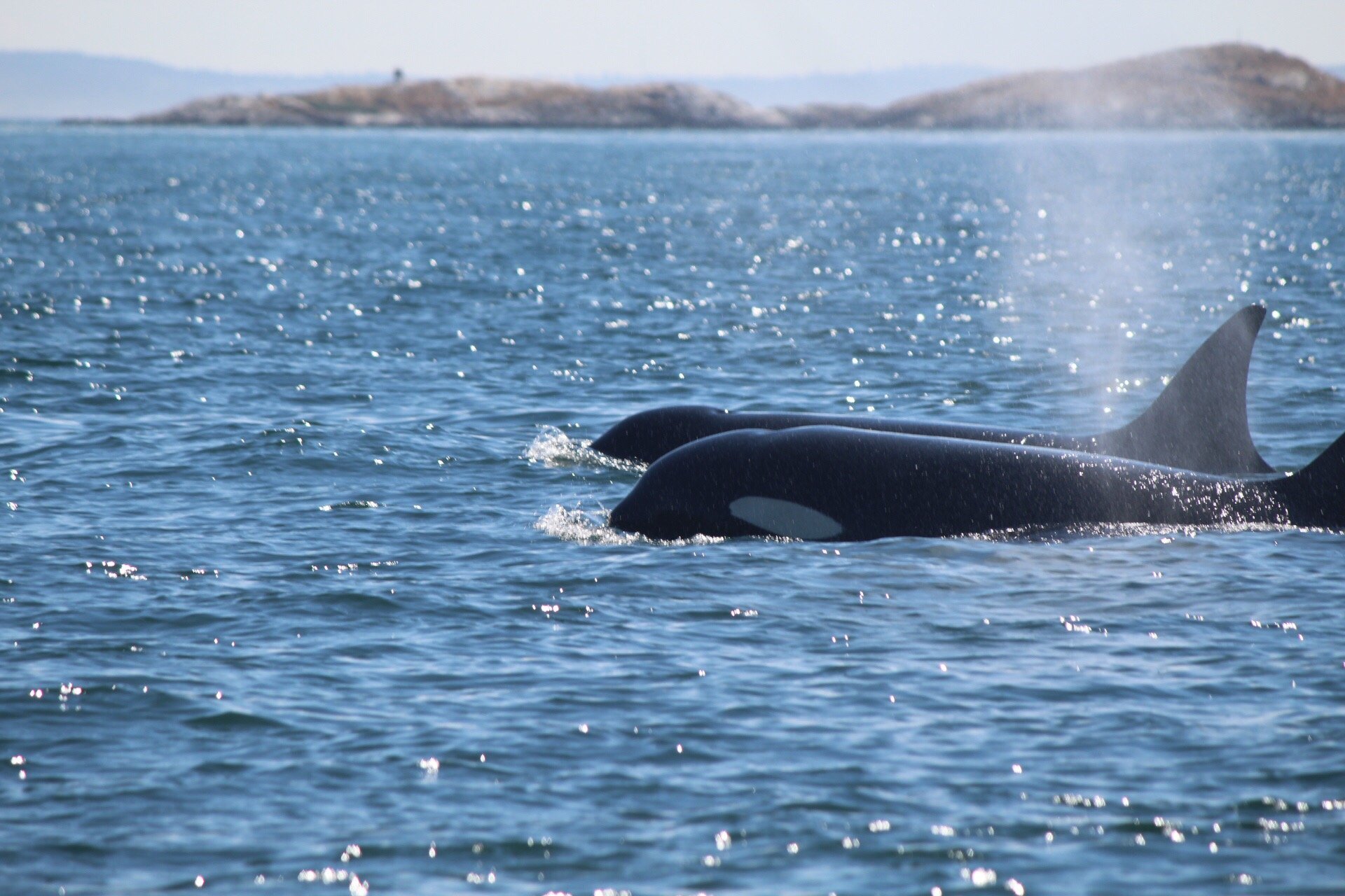 San Juan Island Whale & Wildlife Tours - All You Need To Know BEFORE ...