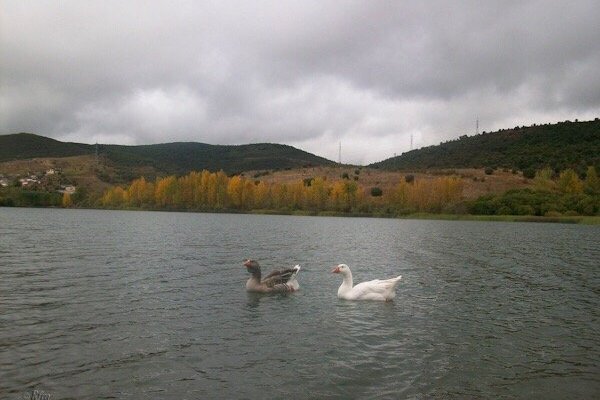 Lago y patos