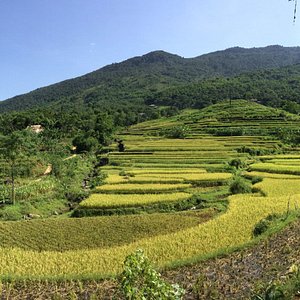 Rice terrace along trekking trail 