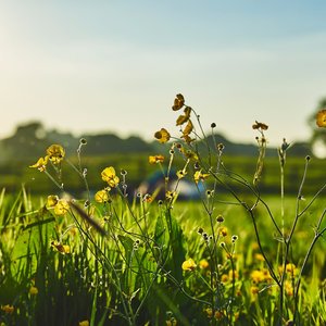 Wild flowers