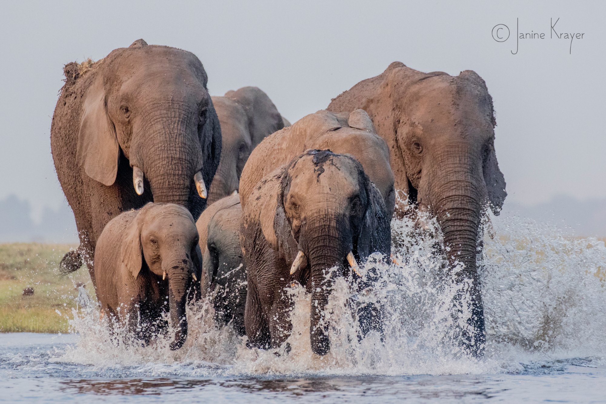 PANGOLIN PHOTO SAFARIS Kasane All You Need to Know BEFORE You Go