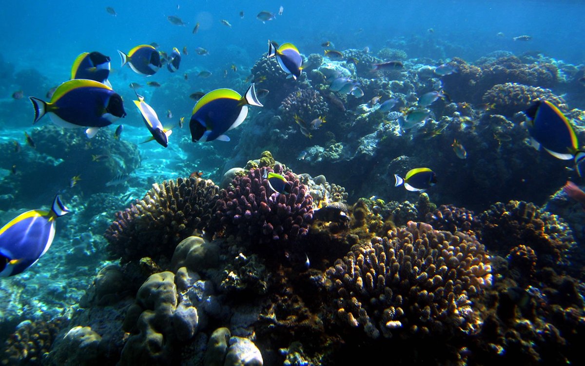 Mombasa Marine National Park - kenya