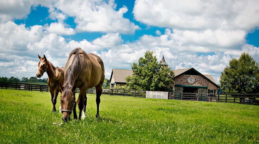 Broodmares at WinStar Farm